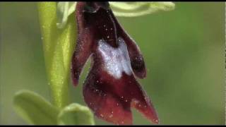 OPHRYS EXTRAIT DU FILMmov [upl. by Brodench]