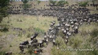 The Small Migration in Serengeti National Park [upl. by Akineg]