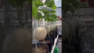 New Technology For Growing Muskmelon Plant  muskmelonfarming muskmelon muskmelonjuice [upl. by Kulseth]