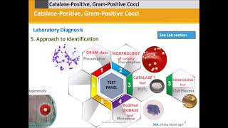 Staphylococci Catalase Positive Gram Positive Cocci [upl. by Eugene]