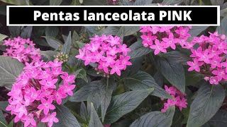 Pentas lanceolata PINK [upl. by Hadden433]