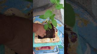 Soil Mix For Tulsi Plant Thulasi plantation tulsi plantation organic garden soilmixture shorts [upl. by Parshall]