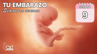 ❤️ Semana 9 de embarazo 🤰 Síntomas consejos y desarrollo del bebé  El embarazo semana a semana [upl. by Ilellan]