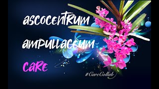 Ascocentrum ampullaceum CARE Guide in SELF WATERING amp LECA here is how CareCollab ninjaorchids [upl. by Nelav]