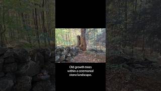 Old growth trees in a ceremonial stone landscape [upl. by Norok]