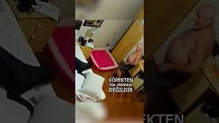 Barınaktan Sahiplenilen Köpek ve Yaşlı Adam shorts [upl. by Attezi]