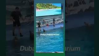 Dubai Dolphinarium  Dolphin show [upl. by Hadeis]