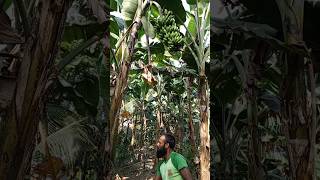 Bananas cutting scene 🌴🍌ep98shorts shortvideo trending food banana [upl. by Attennod732]