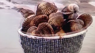 COCKLE PICKING At Old Hunstanton Beach [upl. by Siver853]