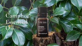 Why Camphor Essential Oil is a MustHave The Ultimate Guide  Essential Oils  Gya Labs [upl. by Weiler627]