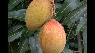 Growing Mango ‘Pickering’ in Containers  How to Grow Mangos [upl. by Bronny777]