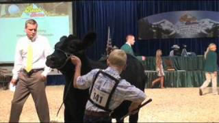 Cattle Showmanship Tips  Sure Champ [upl. by Kreg]