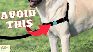 Why NoPull Harnesses Might Harm Your Dog And What to Use Instead [upl. by Emirak]