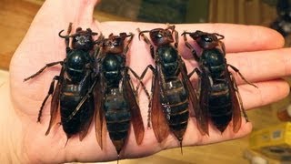 Giant Hornets Terrorize China [upl. by Kessel]