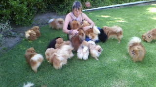 Pomeranians very HAPPY to see mom when she came back  Anjula Pomeranians Toypoms [upl. by Aleinad]