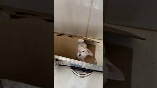 GATINHO X CAIXA DE PAPELÃO📦 gatos gato gatosfofos gatosengraçados gatofofo gatinho gatinhos [upl. by Tesler]