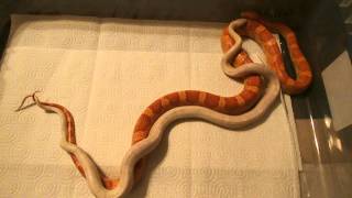 Corn Snake Breeding Behavior Part 1 [upl. by Higbee]