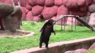 Bear Walking on Two Legs Amazing Must Watch [upl. by Edlihtam]