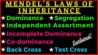 Mendels 3 Laws of Inheritance Dominance Segregation Independent Assortment Genetics Punnett Square [upl. by Nore699]