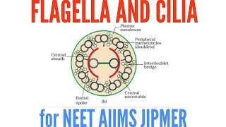 Structure of Flagella and cilia in detail [upl. by Deden912]