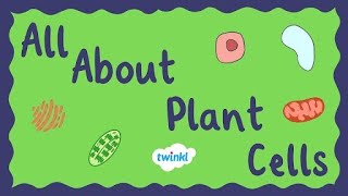 All About Plant Cells for Kids  Middle School Science  Twinkl USA [upl. by Dunn]