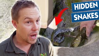 Most Bizarre Animal Invasions 😱  Best Of Bondi Vet [upl. by Ainavi]