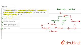 The genes encoding resistance to antibiotics such as ampicillin chloramphenicol [upl. by Hilliary]