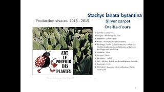 Jardinage Stachys lanata bysantina silver carpet oreille dours Plante vivace [upl. by Fafa989]