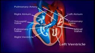 British Heart Foundation  How does a healthy heart work [upl. by Kcid633]