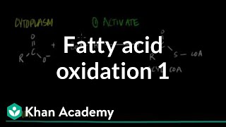 Fatty Acid Oxidation  Part I [upl. by Stead]