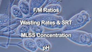 Harmful Bacteria in Soil [upl. by Thurlow]