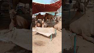 Camels are sitting under the tent ytshorts camel camellove camelfarm shorts [upl. by Anirdua841]