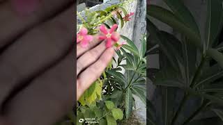 Rangoon creeper Madhumalati in my terrace garden 😘🏡gardenflowers plants terracegardning [upl. by Roht]