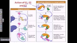 Ubiquitin and polyubiquitination [upl. by Iaoh838]