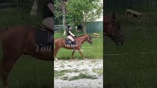 My arms were soo stiff trending equines equestrian horse 1year [upl. by Ariada]