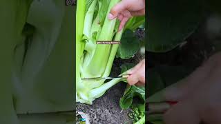 trending farming harvesting shortvideos shortsfeed agriculture yshorts Thefarmingfrontiers [upl. by Anerys]