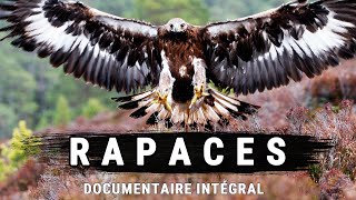 Rapaces  Cauchemars Des Cieux  Documentaire intégral [upl. by Ahsem]