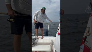 Hooked by a bluefish fishing for bluefish Barnegat Bay fishing bluefish fishinglife jerseyshore [upl. by Dercy206]