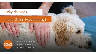 Why do dogs need Galen Myotherapy [upl. by Heriberto]