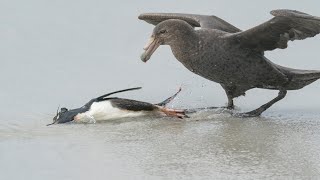 Giant Petrels Hunting Penguin [upl. by Godbeare]