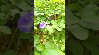 aprajita ka plant amazingfacts plants flowers interestingfacts aprajita indiasgardening [upl. by Jonathon]