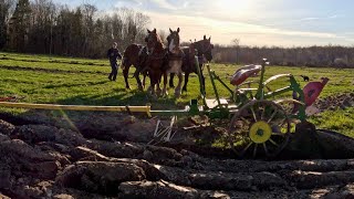 Three Draft Horse Breeds Plowing Together  Draft Horse Farming 630 [upl. by Minnnie]