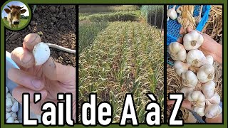 L’ail de A à Z au potager traditionnel  Suivi des interventions sur les 4 saisons   tresser l’ail [upl. by Anerom185]