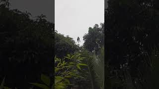 hornbill bird cute youtubeshortvideos [upl. by Donelle454]