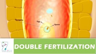 DOUBLE FERTILIZATION [upl. by Einnhoj]