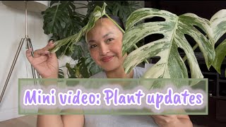 Plant updates Albo Monstera propagation [upl. by Leighland]