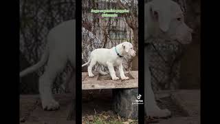 Dogo argentino puppies Lithuania [upl. by Ludly]