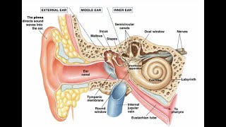 Vestibular training [upl. by Lurlene]