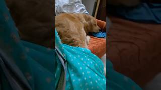 Max the baby boy 😍😍 music love punjabi doglover lablovers dog cute lablove [upl. by Manya673]