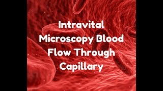 Intravital Microscopy Blood Flow Through Capillary [upl. by Ad]